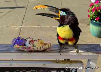 Meet-and-greet with TikTok-famous toucan coming to Pentagon City ice cream shop