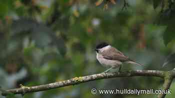 Sighting of marsh tit at Spurn Bird Observatory the first in 16 years