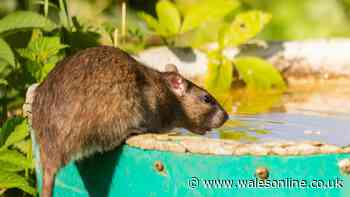People urged to buy 36p Asda product to banish rats this summer