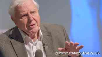 David Attenborough's word of advice for anyone weeding the garden this summer