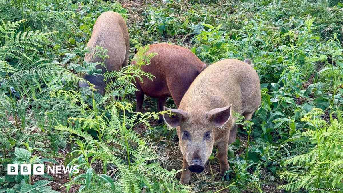 Grazing pigs introduced to transform nature reserve