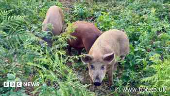 Grazing pigs introduced to transform nature reserve