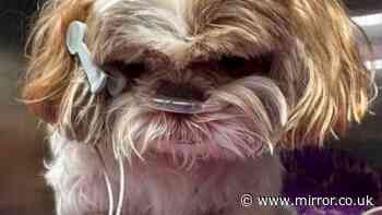 Postman in England shirt seen 'kicking shih tzu like football' before dog dies