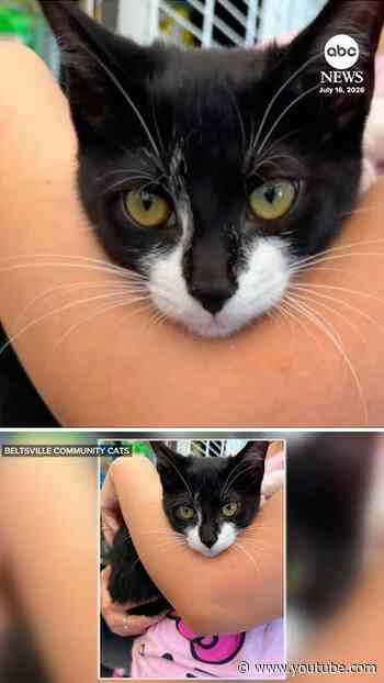 Man uses kitten as accomplice in robbery