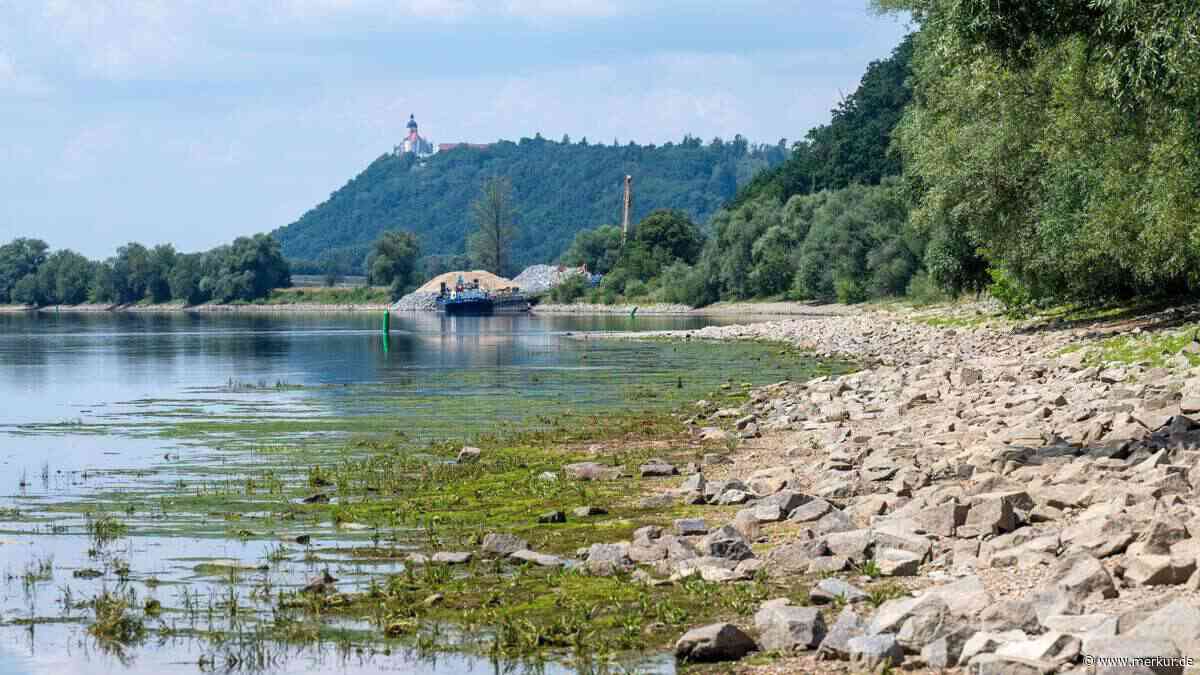 Giftalgen: Hund stirbt nach Bad in der Donau, zwei Menschen erkrankt – wie sieht es an der Isar aus?