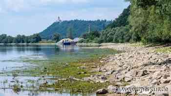 Giftalgen: Hund stirbt nach Bad in der Donau, zwei Menschen erkrankt – wie sieht es an der Isar aus?