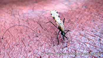 Malaria am Flughafen: Vier Mitarbeiter infiziert