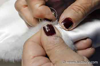 N.L. First Nations chief seeking a reversal of fur product ban on Etsy