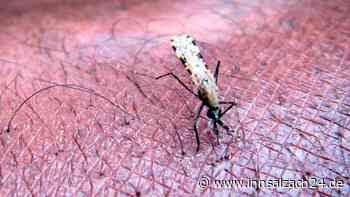 Malaria am Flughafen: Vier Mitarbeiter infiziert