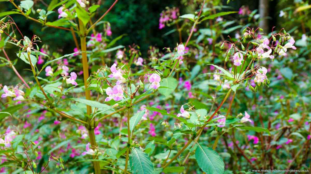 Warning to households in this Greater Manchester borough named among 'UK's worst' for invasive plants