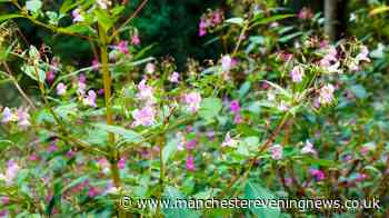 Warning to households in this Greater Manchester borough named among 'UK's worst' for invasive plants