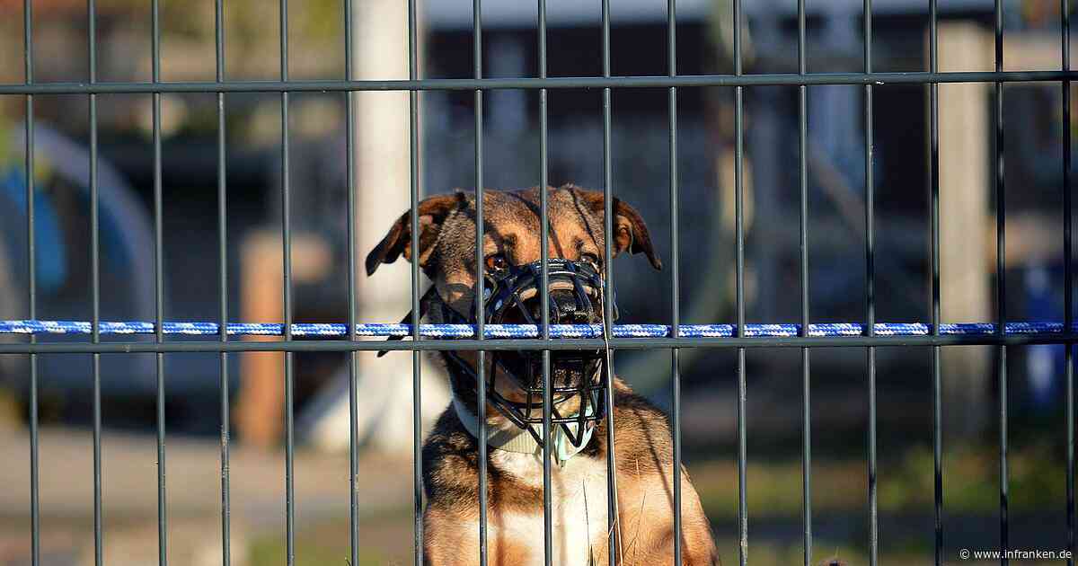 Hundebiss in Sachsen: Mädchen (9) an See schwer verletzt