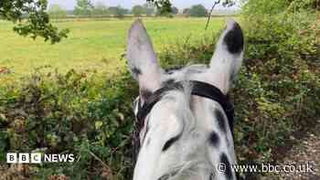 Drivers caught passing too close to horses