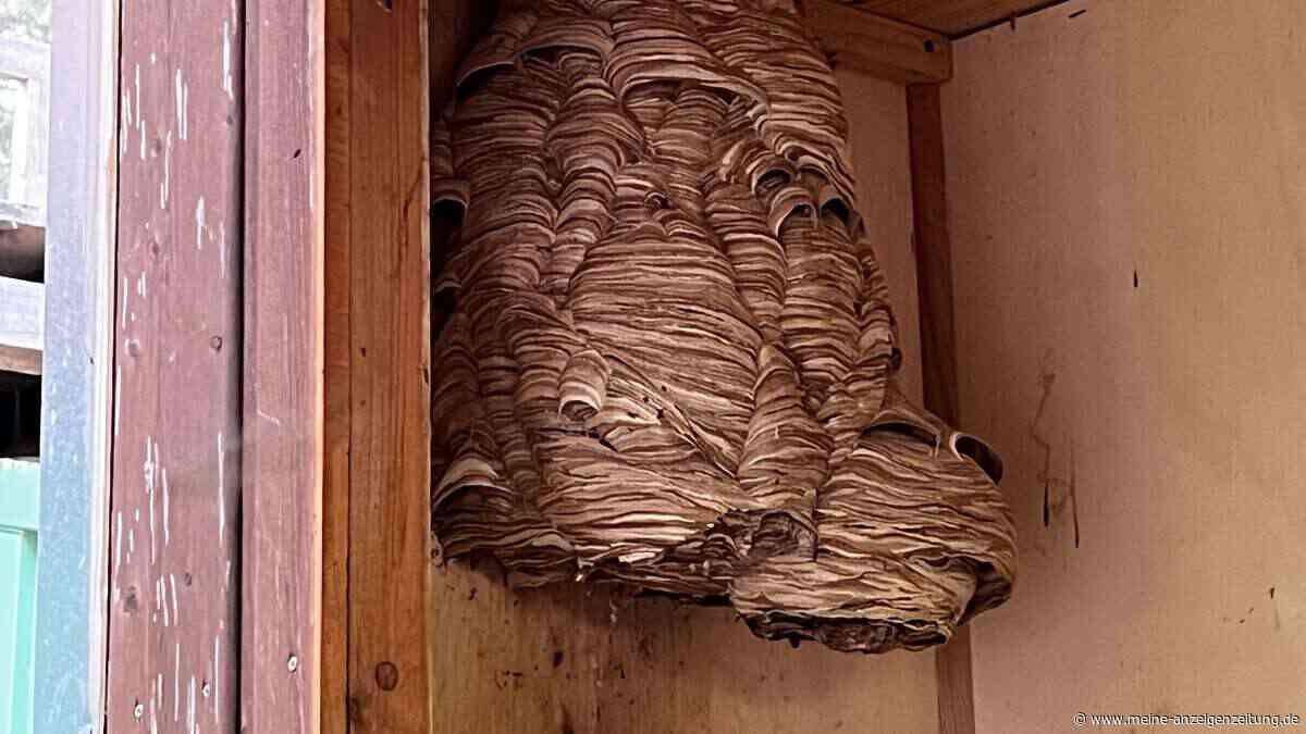 „Sind die Aufräumpolizei“: Warum Wespen und Hornissen mehr nützen als nerven