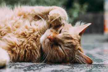 Falls Church named most ‘cat-loving’ city in Virginia