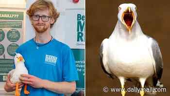 Gulls are being 'demonised' say experts after 350 attacks reported - with birds being shot, mowed down by cars and thrown from roofs