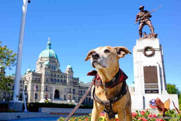 The unlikely diplomat: How a B.C. dog became the legislature’s darling