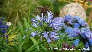 'I'm a gardening expert these 3 plants flower without watering and survive the heat'