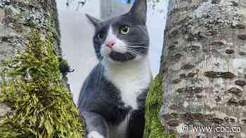 A dozen cats are missing after New Westminster apartment fire that displaced roughly 100 residents