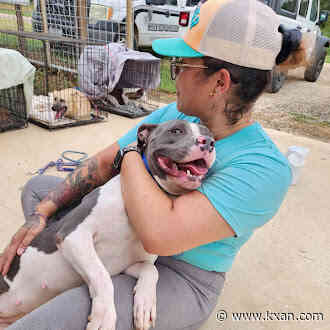Austin Pets Alive! in need of help as shelters overwhelmed due to severe weather