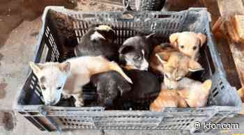 Foster homes urgently needed following hoarding case