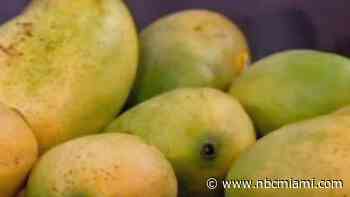 Before you pick that mango, know Miami-Dade's rules