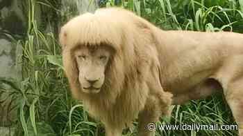 Hair today, gone tomorrow: Famous 'lion with a mullet' dies aged 17