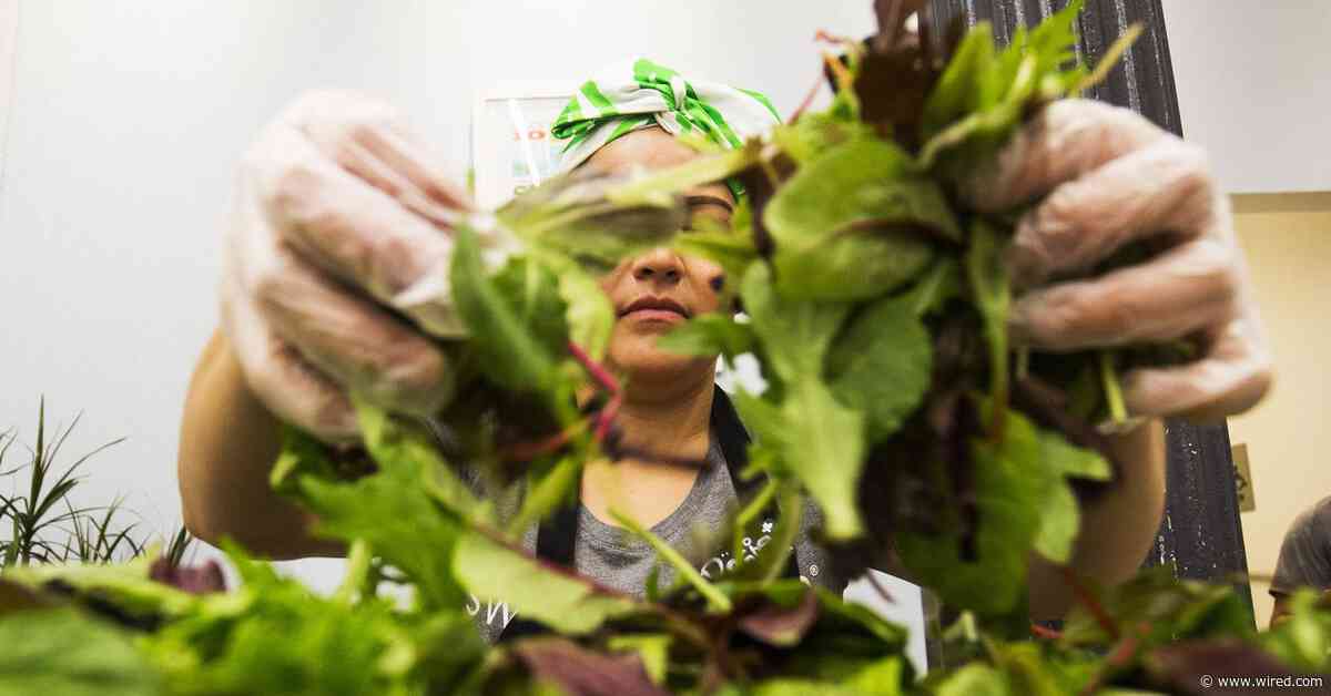 Salad Chains Are Seeing Foot Traffic Drop Over Cyclosporiasis Fears