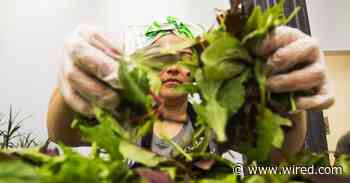 Salad Chains Are Seeing Foot Traffic Drop Over Cyclosporiasis Fears