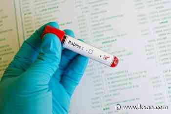 San Marcos fox tests positive for rabies