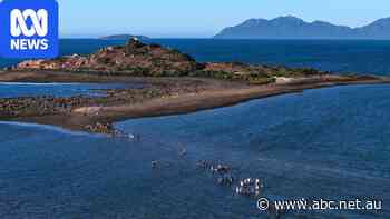 Ultra-low tide makes 1km walk to island lighthouse possible
