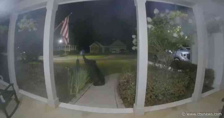 Black bear caught on Nest Camera raiding bird feeder on Georgia family's front porch