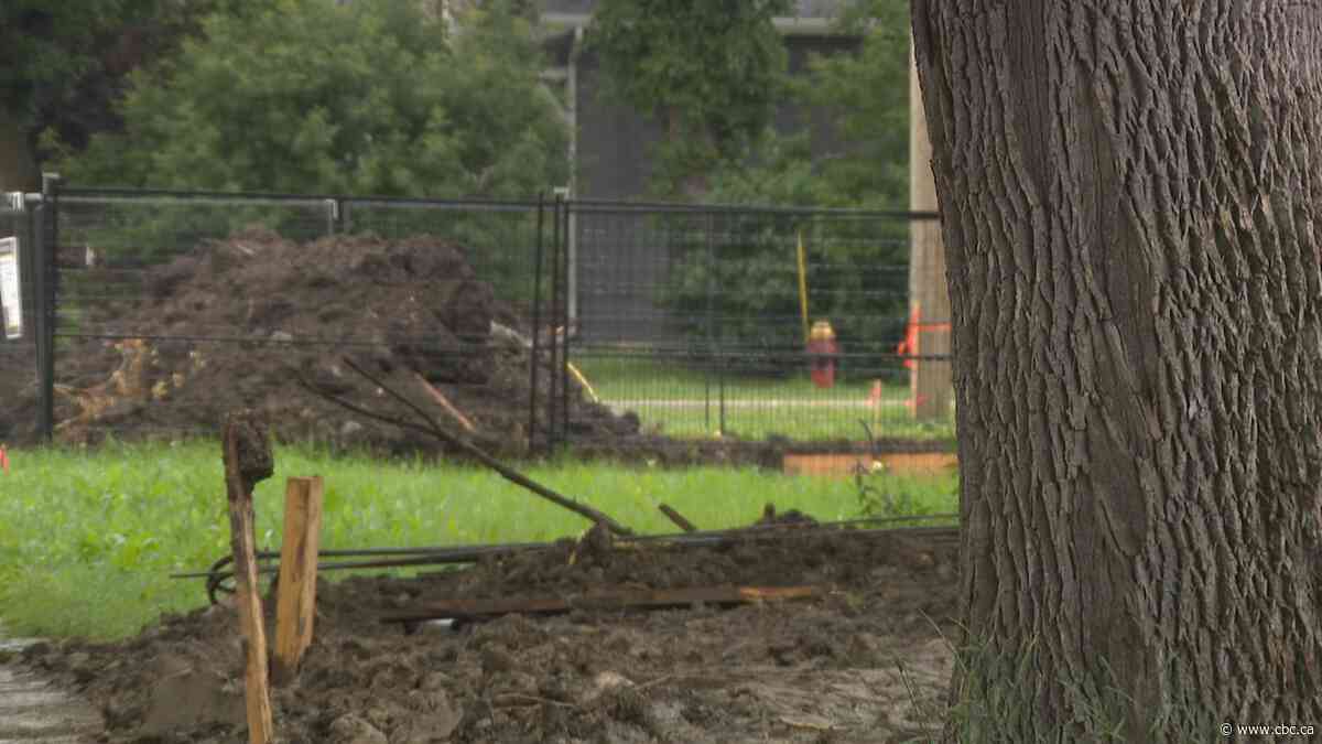 Group pushes Winnipeg to include urban canopy protection in bylaws
