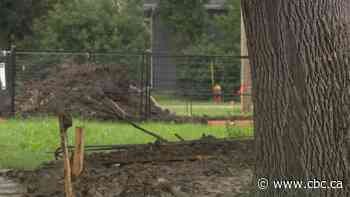 Group pushes Winnipeg to include urban canopy protection in bylaws