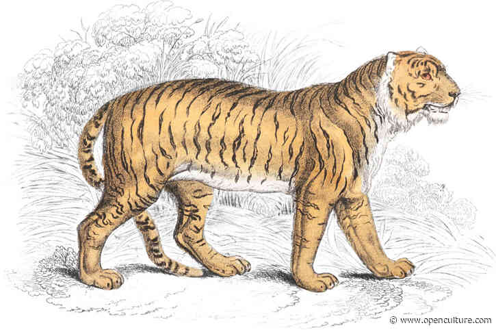 Explore 1,300+ Beautiful Wildlife Illustrations from the 19th Century, Now Restored and Available Online