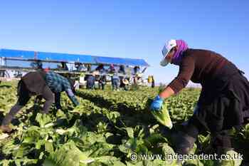 Lettuce supplier identified as possible source of explosive diarrhea parasite, report says