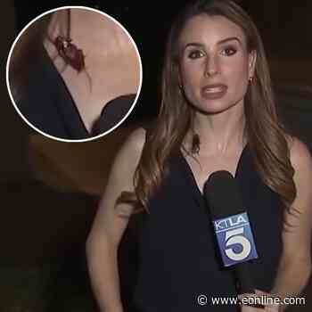 Cockroach Crawls on Reporter on Live TV—and Her Reaction Is Shocking