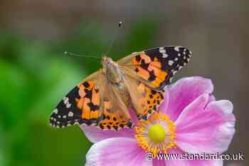 Bumper butterfly summer? Charity urges people to join UK-wide count to find out