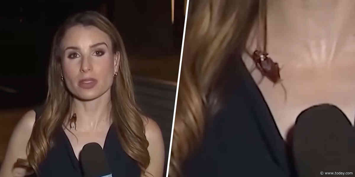 Cockroach Lands on Reporter During Live Report. She Keeps Her Cool