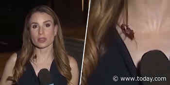 Cockroach Lands on Reporter During Live Report. She Keeps Her Cool