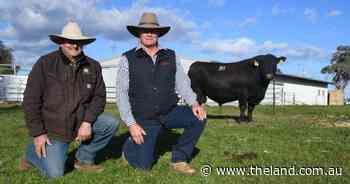 Strong demand for structure, carcase and muscle at Bowen, Peake stud auction
