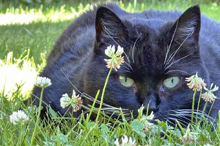Langley loves its kitties, and there’s stats to prove it
