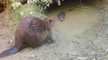 Notorious beaver named Steve McQueen that repeatedly escaped his enclosure in search of love has finally settled down - with Doris