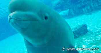 Dozens of Marineland's whales coming to U.S. through rescue plan