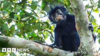 Watch: What we know about newly discovered monkey species