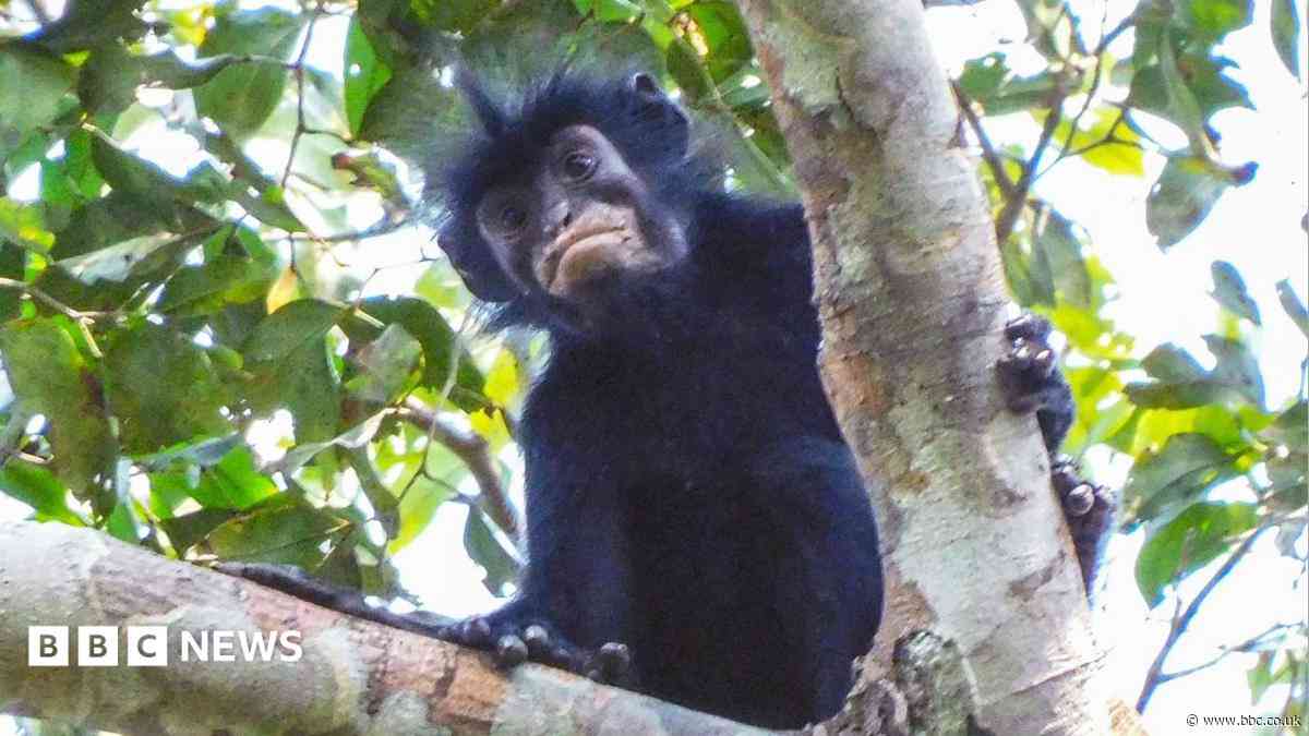 New monkey species with orange lips found 'hiding' in DR Congo forest