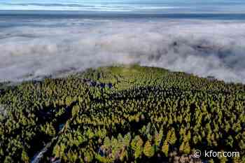 Oklahoma Forestry Department investigating organized timber theft rings