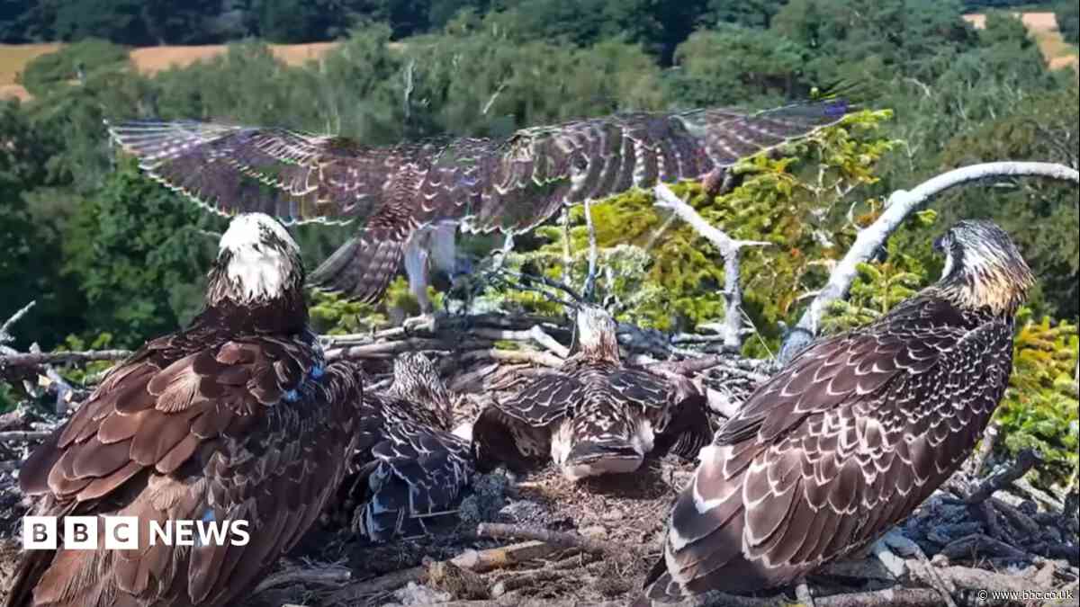 First of four juvenile ospreys takes flight