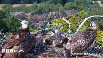 First of four juvenile ospreys takes flight