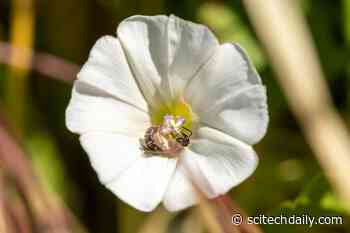 Morning Glories May Be Losing the Race Against Climate Change